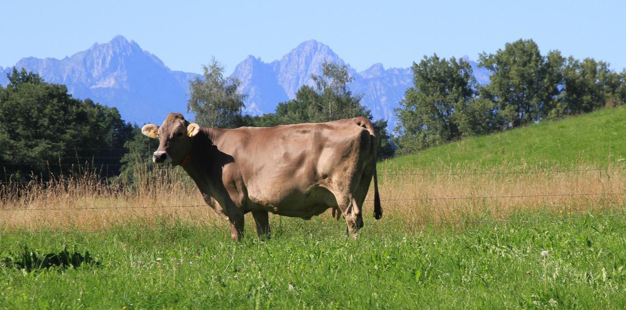 Gasthof Lamprecht ไพทิง ภายนอก รูปภาพ